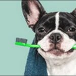 面白い犬の名前おススメを紹介!笑いが生まれることで場が和みます。