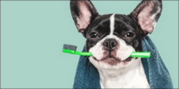 面白い犬の名前おススメを紹介！笑いが生まれることで場が和みます。