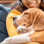ふたご座生まれの犬の名前おススメを紹介！星座別の特徴を理解しよう