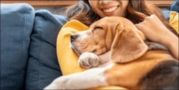 ふたご座生まれの犬の名前おススメを紹介！星座別の特徴を理解しよう
