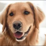 ゴールデンレトリバーのしつけのコツ14選!愛犬との信頼関係が鍵