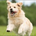 犬の名前ゴールデンレトリバーおススメを紹介!適切な名前が重要