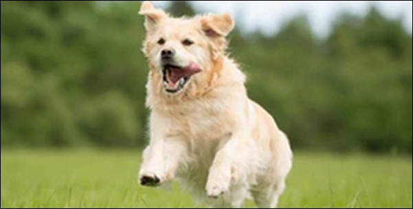 犬の名前ゴールデンレトリバーおススメを紹介！適切な名前が重要