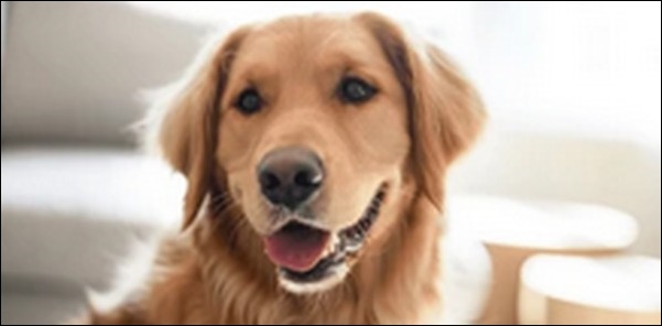 ゴールデンレトリバーのしつけのコツ14選!愛犬との信頼関係が鍵