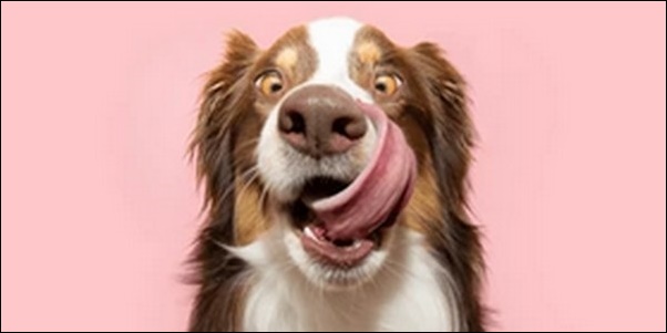 犬の名前ギリシャ神話系おススメを紹介!神々や英雄の個性を反映可能