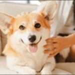 犬の名前ひらがなおススメを紹介!優しい響きや親しみやすさが特徴