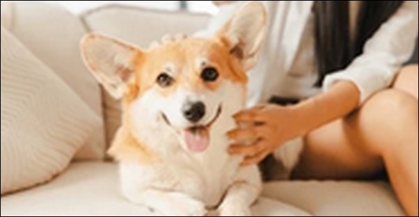 犬の名前ひらがなおススメを紹介!優しい響きや親しみやすさが特徴