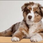 犬の名前歴史上の人物系おススメを紹介!勇敢な英雄や知的な人物満載