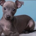 グレーハウンドのしつけのコツ14選!特性の理解が大切