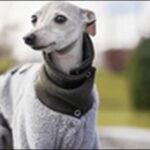 犬の名前イタリアングレーハウンドおススメを紹介!適した名前が大切