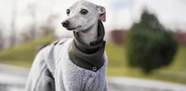 犬の名前イタリアングレーハウンドおススメを紹介!適した名前が大切