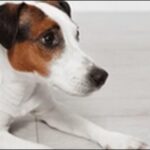 犬の名前ジャックラッセルテリアおススメを紹介!豊富な例を知るべし
