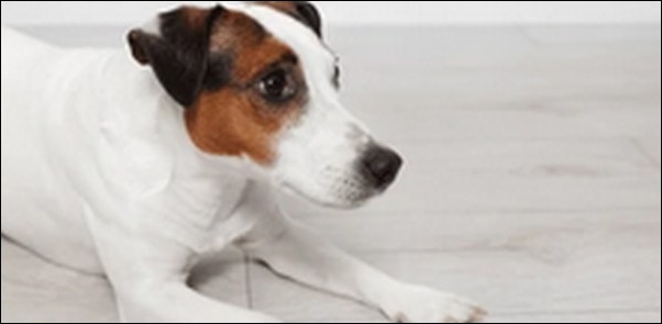 犬の名前ジャックラッセルテリアおススメを紹介！豊富な例を知るべし