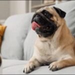 犬の名前1月生まれおススメを紹介!季節感や縁起の良さが魅力