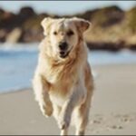 犬の名前7月生まれおススメを紹介！季節の特徴を自然に反映可能