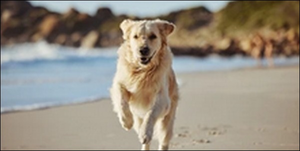 犬の名前7月生まれおススメを紹介!季節の特徴を自然に反映可能