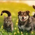 犬の名前6月生まれおススメを紹介！6月ならではの季節感を出そう