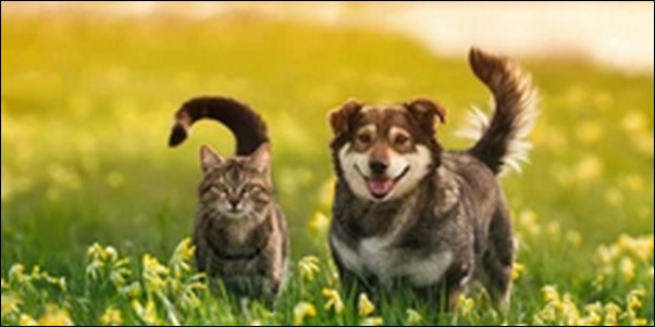 犬の名前6月生まれおススメを紹介！6月ならではの季節感を出そう