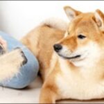 犬の名前韓国語風おススメを紹介！特別感のある名前を選ぶのに最適