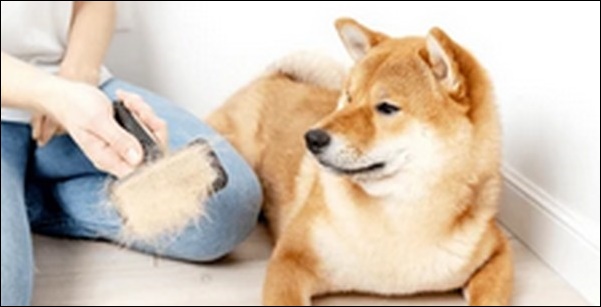 犬の名前韓国語風おススメを紹介！特別感のある名前を選ぶのに最適