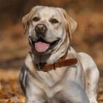 犬の名前ラブラドールレトリバーおススメを紹介!具体的に把握しよう