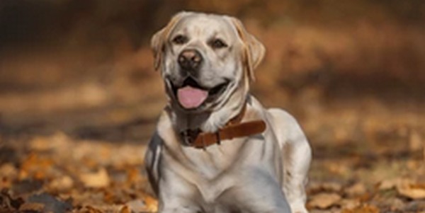 犬の名前ラブラドールレトリバーおススメを紹介!具体的に把握しよう