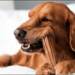 しし座生まれの犬の名前おススメを紹介！星座別特徴が活かせます