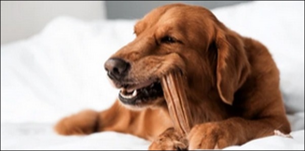 しし座生まれの犬の名前おススメを紹介！星座別特徴が活かせます