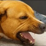 長い犬の名前おススメを紹介！名前のバリエーションが拡大します