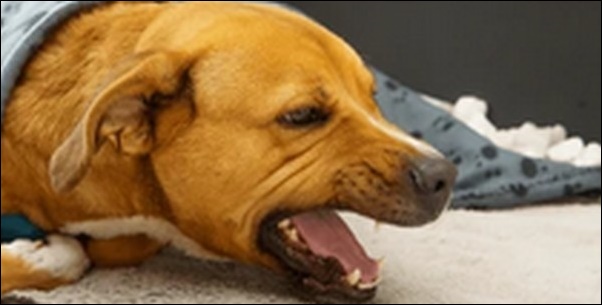 長い犬の名前おススメを紹介！名前のバリエーションが拡大します