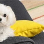 犬の名前マルチーズおススメを紹介！飼い主の思いを込めましょう。