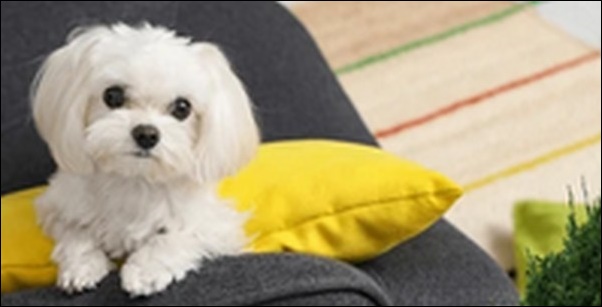 犬の名前マルチーズおススメを紹介!飼い主の思いを込めましょう。