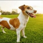 犬の名前3月生まれおススメを紹介！春らしさや季節の意味を込めよう