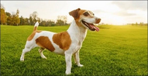 犬の名前3月生まれおススメを紹介!春らしさや季節の意味を込めよう