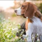 犬の名前5月生まれおススメを紹介！新緑や風薫る季節を取り入れよう