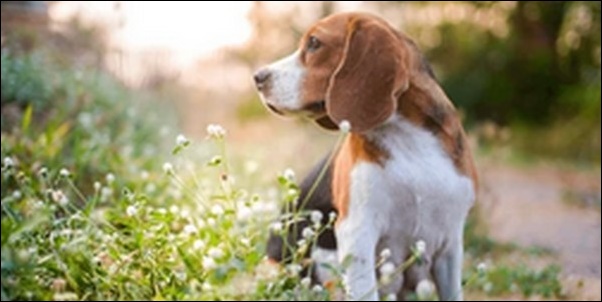 犬の名前5月生まれおススメを紹介！新緑や風薫る季節を取り入れよう