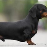 犬の名前ミニチュアダックスフンドおススメを紹介!具体例を知るべし