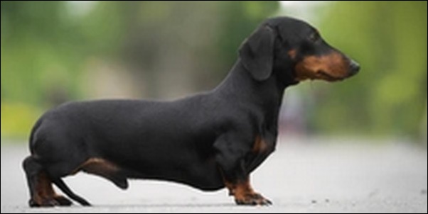 犬の名前ミニチュアダックスフンドおススメを紹介！具体例を知るべし