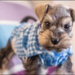 犬の名前ミニチュアシュナウザーおススメを紹介！具体例を知るべし