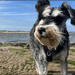 犬の名前ミニチュアシュナウザーおススメを紹介!具体例を知るべし