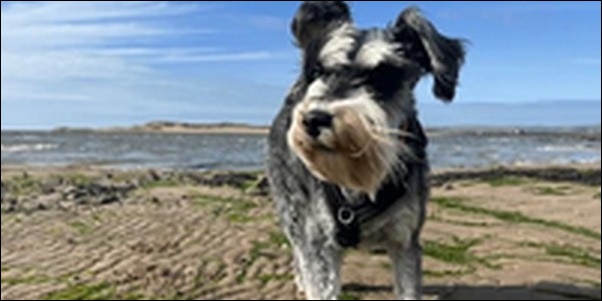 犬の名前ミニチュアシュナウザーおススメを紹介!具体例を知るべし