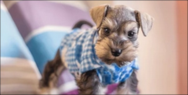 犬の名前ミニチュアシュナウザーおススメを紹介！具体例を知るべし