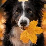 犬の名前11月生まれおススメを紹介!季節ならではの美しさがカギ