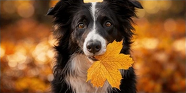 犬の名前11月生まれおススメを紹介!季節ならではの美しさがカギ
