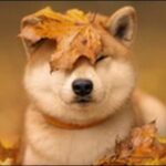 犬の名前10月生まれおススメを紹介！季節にちなんだ命名が可能