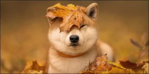 犬の名前10月生まれおススメを紹介!季節にちなんだ命名が可能
