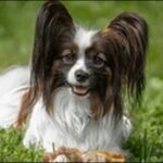 犬の名前パピヨンおススメを紹介!活発で知的な性格に合った名前が鍵