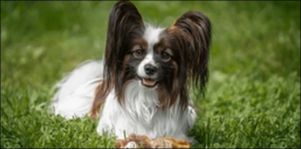 犬の名前パピヨンおススメを紹介！活発で知的な性格に合った名前が鍵