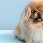 ペキニーズのしつけのコツ24選！大切に育てて良好な関係を築くべし