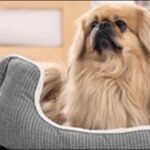 犬の名前ペキニーズおススメを紹介！自分の感性に近いものを選ぼう